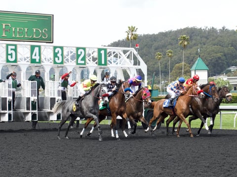 Horses sprint out of the gate during a race at Golden Gate Fields in May.