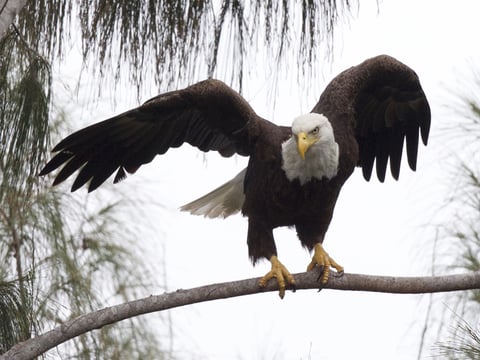 A bald eagle prepares to take off from a pine tree in Pembroke Pines, Fla. The eagle population rebounded after protections put in place under the Endangered Species Act.