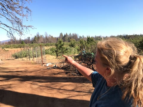 Laurie Noble of Noble Orchards points to the Gala apples that must be picked. The farm was destroyed but the orchard survived the Camp Fire of November 2018.