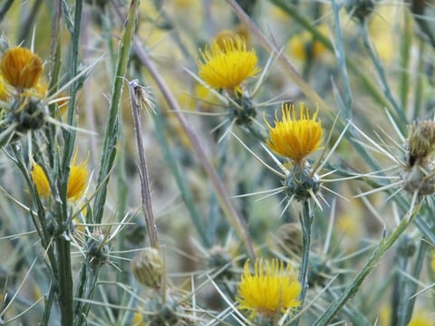Yellow starthistle is an invasive species that thrives in part because of its prickly spines.