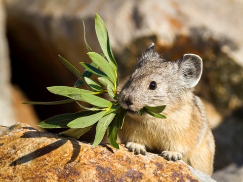 An American pika in Yosemite