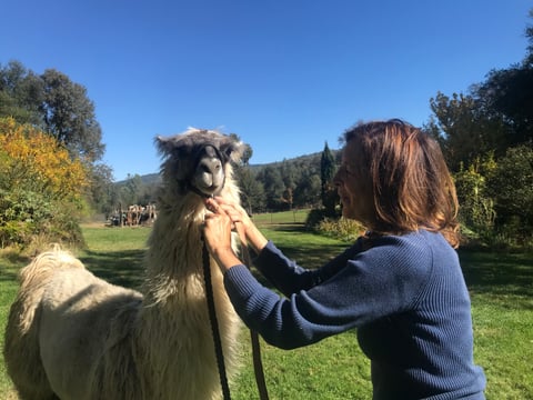 Llama farmer Sarah McGovern prepares one her llamas, Jasmin, for a walk. Airbnb guests who visit the property through the "animal experiences" platform can take a llama on a hike to a nearby creek.