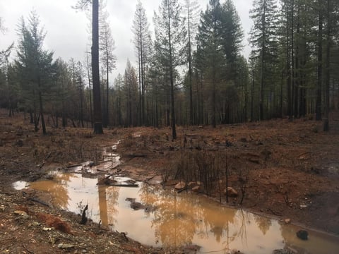 Paradise burn scar