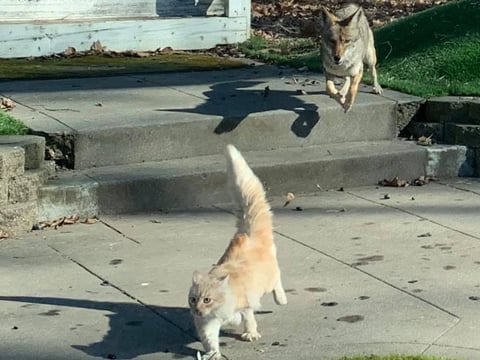 A coyote chases a cat in Midtown Sacramento. The cat safely made it up a tree.