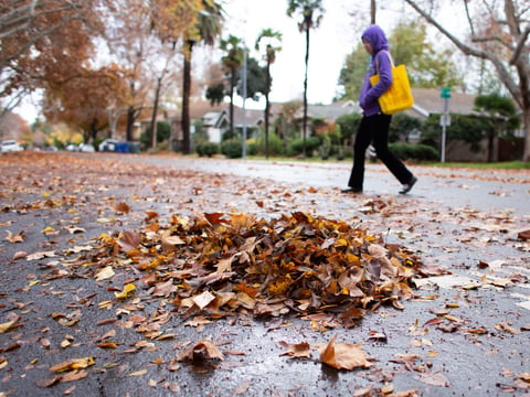A pile of leaves on the ground on Dec. 3, 2014 in Midtown Sacramento.