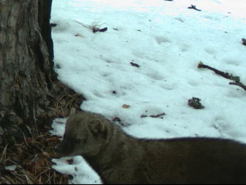 A motion-sensor camera captured this fisher in Yosemite National Park.
