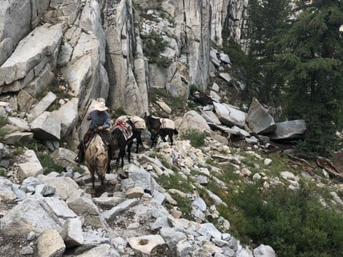 Trevor O'Ferrall in McGee Canyon, where the McGee Creek Pack Station is located, brings some mules to drop customers' gear at a campsite. O'Ferrall usually spends the summer working at the pack station after Mule Days.