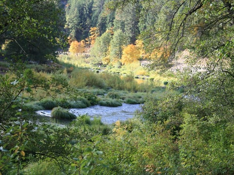 Fall colors along Highway 89 in Plumas County.
