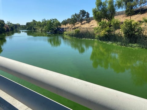 An algae bloom along the San Joaquin Delta.