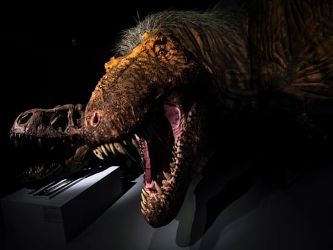 A model of a feathered Tyrannosaurus rex at the American Museum of Natural History in 2019 in New York City. All Things Considered is making amends for its lack of dinosaur coverage.