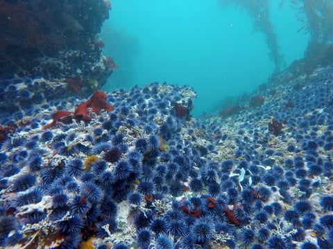 Purple sea urchins have boomed off Northern California, destroying kelp forests that provide a crucial ecosystem.