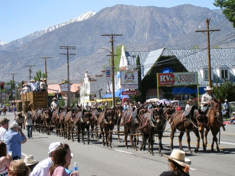 A mule team makes its way down North Main Street during the 2017 Mule Days parade in Bishop.