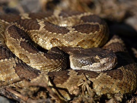 A coiled rattlesnake.