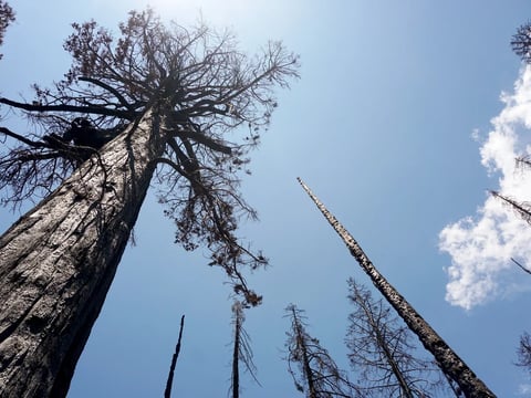 The 2020 Castle Fire burned the Alder Creek sequoia grove with extreme intensity, killing many of the 1,000-year-old trees there. Without any green foliage, the trees can't survive or resprout.
