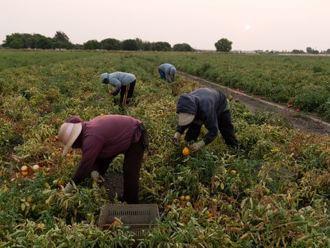 Workers pick tomatoes at Ray Yeung's farm in Sacramento on Aug. 9, 2018.