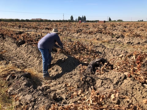 A worker pulls dry grapevines from a field in Fresno County on Oct 13, 2021. He labored regular shifts in thick smoke the week before, he said, but was not offered an N95 mask, moved indoors,  or offered any of the protections required by the state.