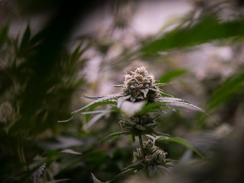 Cannabis plants at the Pure Beauty growing site in Sacramento on Jan. 26, 2022.