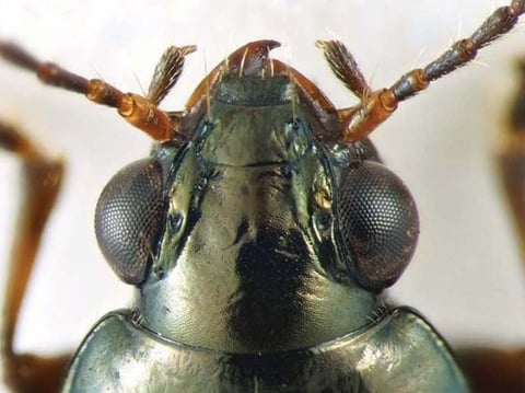 UC Berkeley entomologist Kipling Will discovered a specimen of Bembidion brownorum while sampling for insects on former Governor Jerry Brown’s Colusa County ranch.