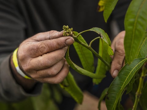 Gary Gragg examines buds on one of the mango plants he's growing in the Sacramento Valley.