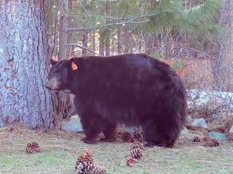 Photo of the female bear known as 64F