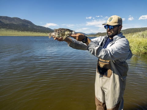 In this photo provided by the California Department of Fish and Wildlife, department environmental scientist Matt Lucero holds a small Sacramento Perch at the Bridgeport Reservoir in Mono County, Calif., Wednesday, Aug. 9, 2023.