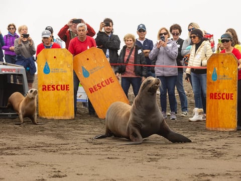 Volunteers from the Marine Mammal Center release California sea lions Quly (L) and Togozees (R) back to their ocean home at Rodeo Beach in Marin County, California, on August 4, 2023.