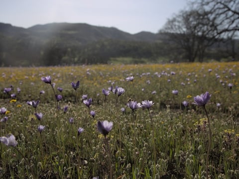 A view from the blossoming foothills beside the ridge known as Molok Luyuk on April 14, 2023.