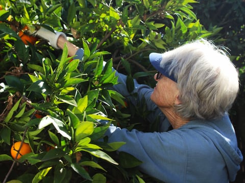 A volunteer with the group Community Fruit picks oranges from a backyard in South Sacramento on Jan. 28, 2024.