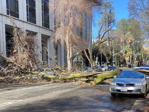A tree blocks traffic on 15th Street between N and Q streets in downtown Sacramento.