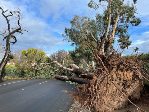 Fallen eucalyptus trees blocking Morse Avenue near Marconi Avenue in Arden Arcade on Feb. 5, 2024.