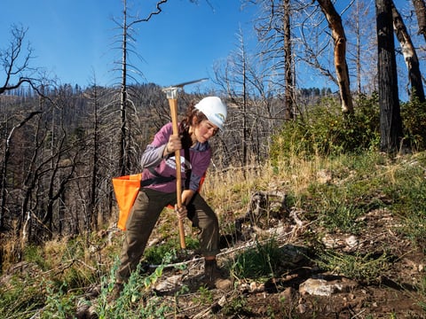 Gabi Huerta, with the Eastern Sierra Conservation Corps, replants trees in Sequoia and Kings Canyon National Parks.