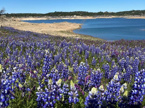 Lupines bloom at Folsom Lake State Recreation Area in 2021.
