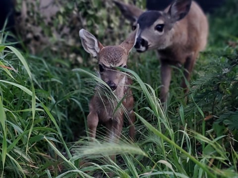 Dave Cook, who rescues fawns for Sierra Wildlife Rescue in El Dorado County, says most of the time, a fawn that appears abandoned actually has a mom nearby.