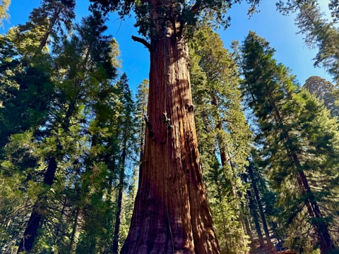 Researchers climb General Sherman, the world's largest tree, in Sequoia National Park, Calif. on Tuesday, May 21, 2024.