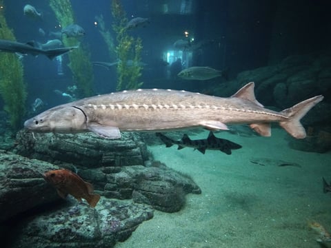 A large white sturgeon swims in a tank at the Monterey Bay Aquarium. This species of fish, which dates back to the Cretaceous Period, has been added to the candidate list and protected under California's Endangered Species Act.