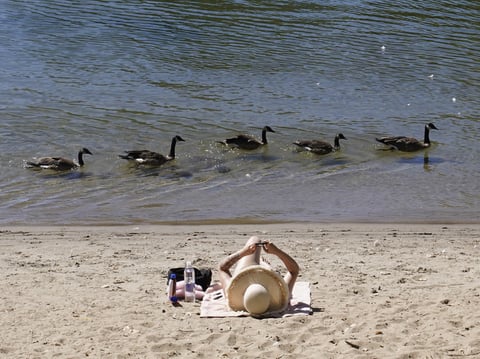 Geese pass a beachgoer as they float down the American River at Discovery Park in Sacramento, Calif., Wednesday, July 20, 2022.