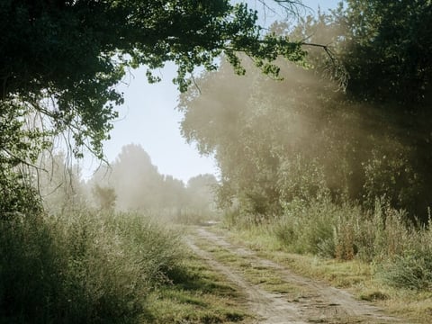 The sun rises, shedding light onto an oak grove along the western edge of Dos Rios.