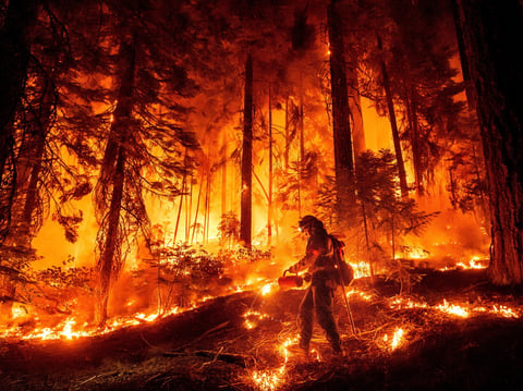 A firefighter uses a drip torch to burn vegetation while trying to stop the Park Fire from near Mill Creek in Tehama County, Calif., on Wednesday, Aug. 7, 2024.