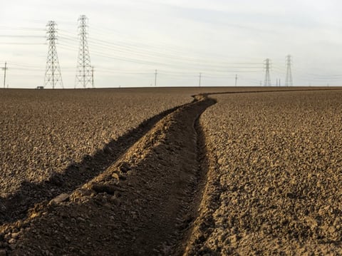 A crop in the Castroville area of Monterey County on Dec. 15, 2023.