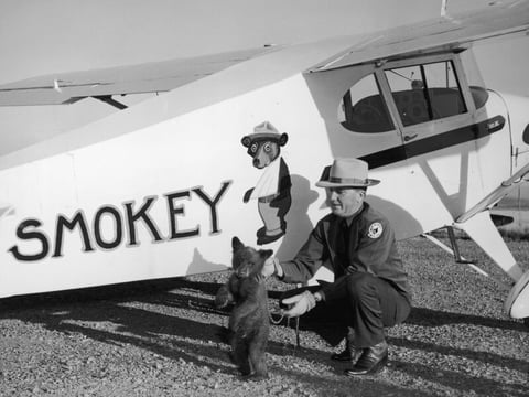 Smokey the bear cub is flown from Santa Fe, N.M., to his new home at the Washington National Zoo in a Piper J-3 Cub by New Mexico Assistant State Game Warden Homer C. Pickens in 1950.
