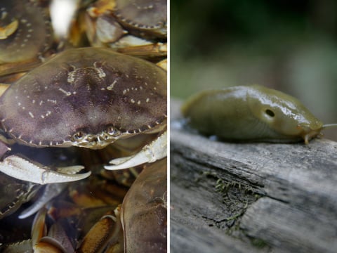 Left: Fresh Dungeness crabs fill a tank at the Alioto-Lazio Fish Company at Fisherman's Wharf in San Francisco. Right: A banana slug crawls along a fence at the Muir Woods National Monument in Marin County, Calif., Tuesday March 25, 2008.
