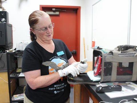 Corky Quirk has led bat tours with the Yolo Basin Foundation since 2004. She says this year marks her 20th summer giving the tours.
