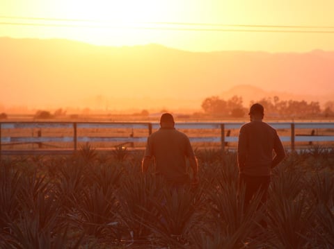 Juan Rodriguez and his cousin Orlando Flores check on their 2-acre agave field in Vacaville, Calif., on June 26. Their crop was planted two years ago and will be ready to harvest in another five years or so.