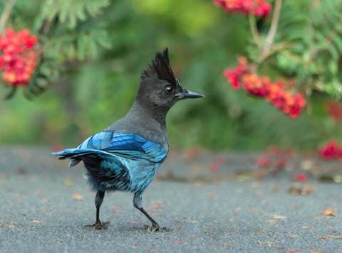 The Steller’s Jay—and dozens more—could get a new name soon under a controversial proposal by the American Ornithological Society to re-name all birds named after people.