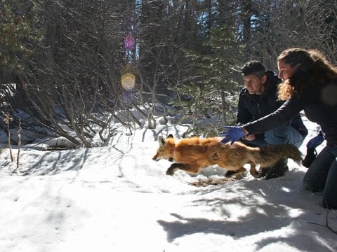 In this undated photo provided by the California Department of Fish and Wildlife, Pete Figura, left, and Deana Clifford of the California Department of Fish and Wildlife release a male red fox back into the wild.