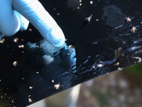 Aedes aegypti mosquitoes have spread into Southern California in the past decade, likely introduced from the U.S. Southeast, where technicians photographed these mosquitoes trapped on a sticky pad.