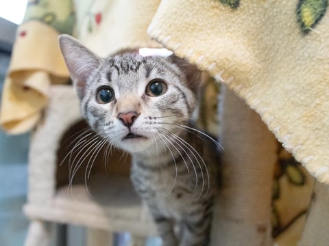 Petunia, a two-month-old domestic shorthair, Wednesday, Nov. 6, 2024, at the Sacramento SPCA.