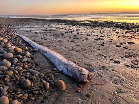 Scripps Oceanography Ph.D. candidate Alison Laferriere spotted an oarfish washed up on Grandview Beach in Encinitas, Calif., this month. It was the third found in Southern California since August.