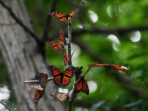Monarch butterflies from Canada stop to rest in Wendy Park on their way to Mexico, Sept. 12, 2023, in Cleveland.