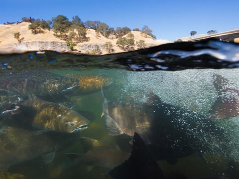 Adult fall-run Chinook salmon congregate near the Nimbus Hatchery Fish Ladder on the American River in Sacramento County on Oct. 15, 2012.